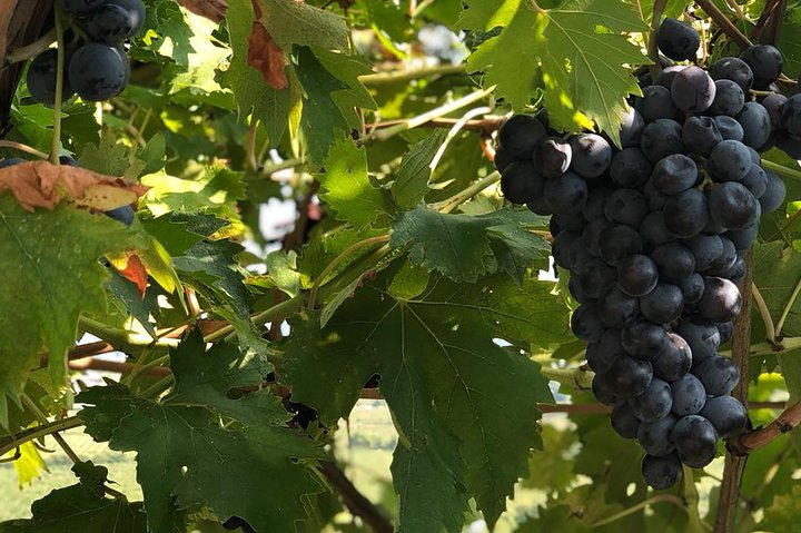 Valpolicella and Amarone Private Tour from Venice with Sommelier - Photo 1 of 6