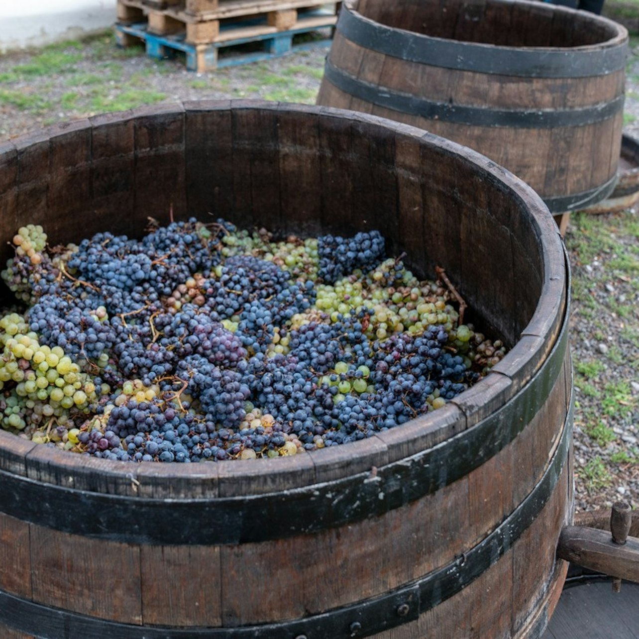 Vesuvius: Wine Tasting in a Vineyard from Naples - Photo 1 of 5