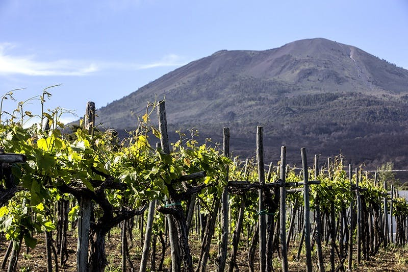 Vesuvius: Wine Tasting - Photo 1 of 7