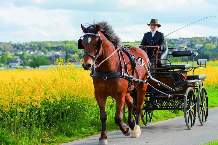Vinyard Tour By Horse & Carriage With Delicious Tasting - Umbria - Photo 1 of 7