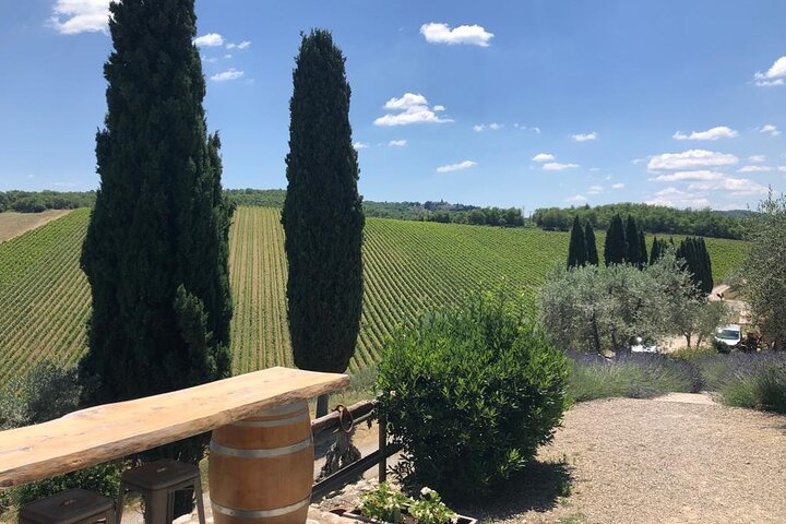 our famous cypresses in the chianti Classico 