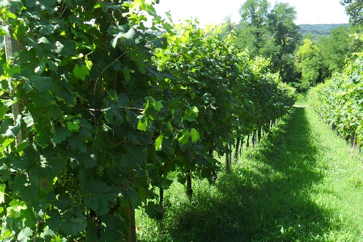 The Hills of Prosecco Superiore, a World Heritage Site, are a unique place in the world