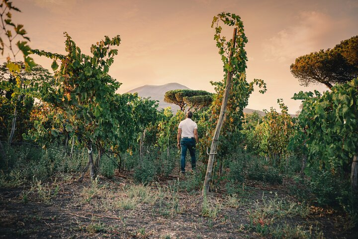 Wine Tasting and Winery Tour in Vesuvio National Park with Lunch - Photo 1 of 6