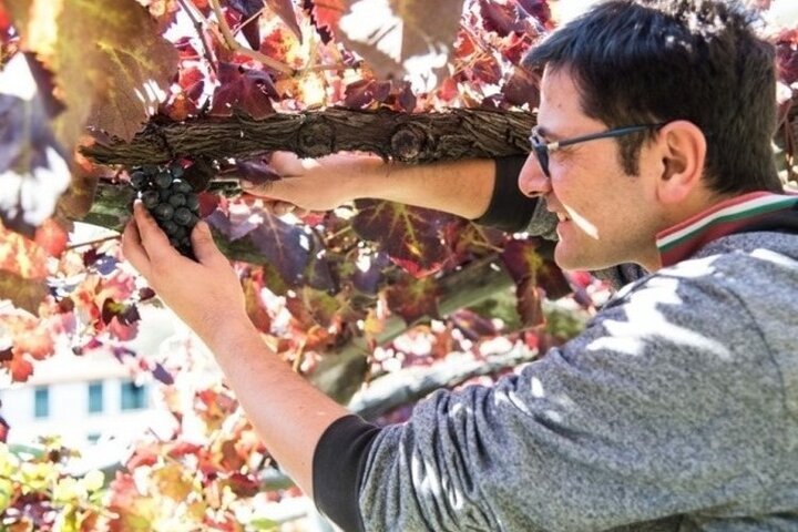 Wine Tasting Cantina Apicella with lunch - Photo 1 of 7