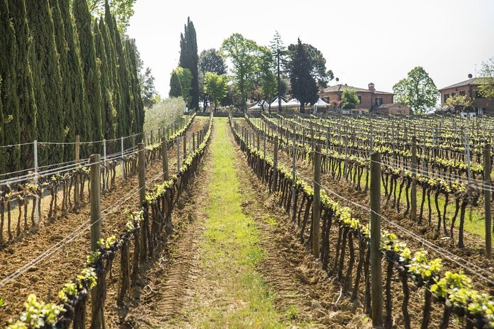 Wine tasting in Montepulciano and visit to Pienza, in Tuscany from Rome - Photo 1 of 10