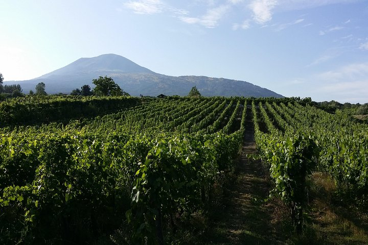 Vineyards
