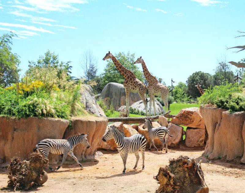 Zoom Torino: Entry Ticket - Photo 1 of 4