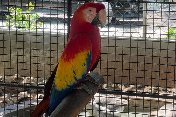 Bird Aviary/Shopping & Beach Day Out in Montego Bay - Photo 1 of 9