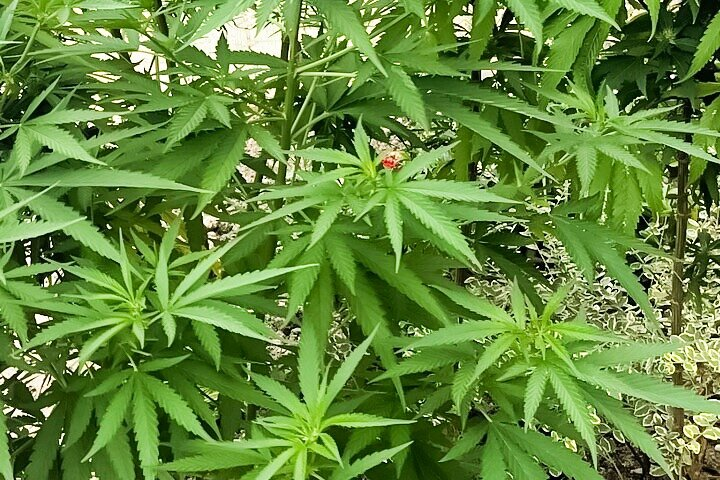 Bush Hiking to explore Wild Plants & Fresh Fruits,Montego Bay - Photo 1 of 25