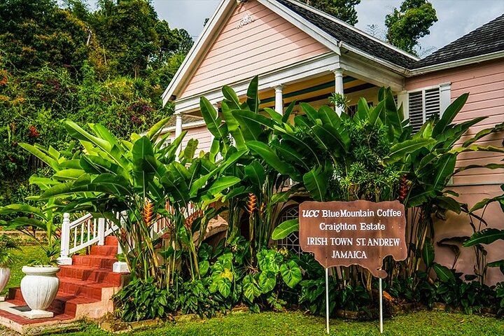 Exotic Blue Mountain Coffee Tour - Photo 1 of 17