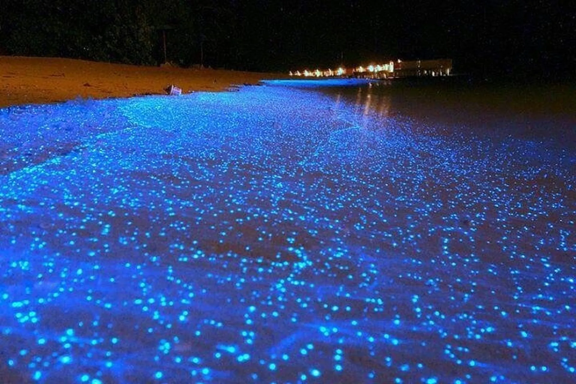 Luminous Lagoon Tour from Grand Palladium in Lucea | Pelago