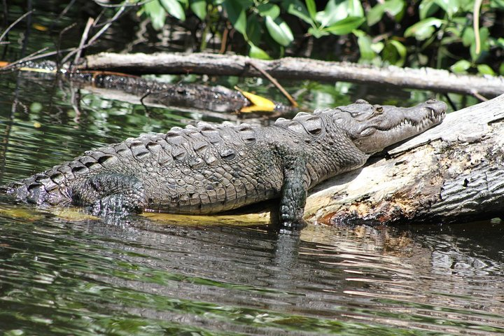 Sleeping Crocodile