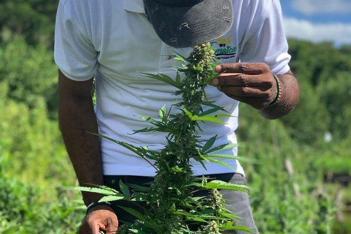 Rastafari Cultural Experience with Herb Garden & Animal Farm Tour - Photo 1 of 9