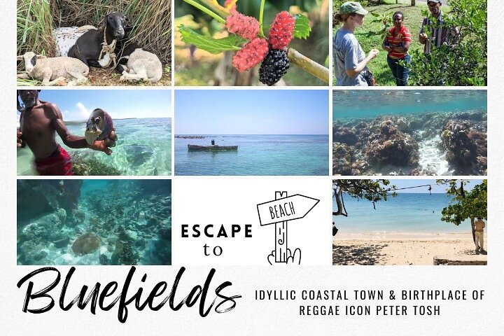 The Bluefields Experience: Organic Farm, Beach & Coral Reef - Photo 1 of 17