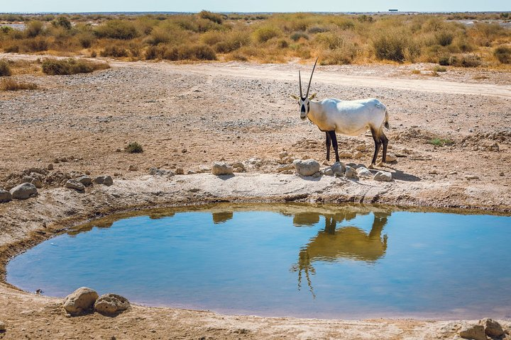 Private Desert Castles, Shaumari Reserve & Azraq Tour from Amman - Photo 1 of 10
