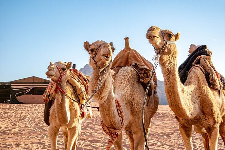 Private Full-Day Tour to Petra and Wadi Rum from Dead Sea - Photo 1 of 9