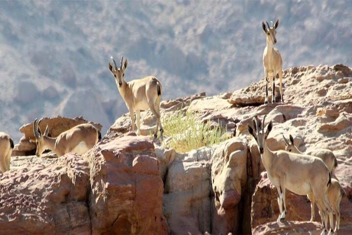 Wadi Mujib Ibex Trail Hiking Experience with Amman Tour & Panorama Dead Sea - Photo 1 of 7