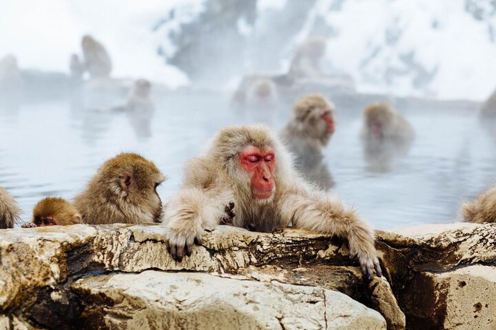 1-Day Snow Monkeys, Zenko-ji Temple & Sake in Nagano in Nagano