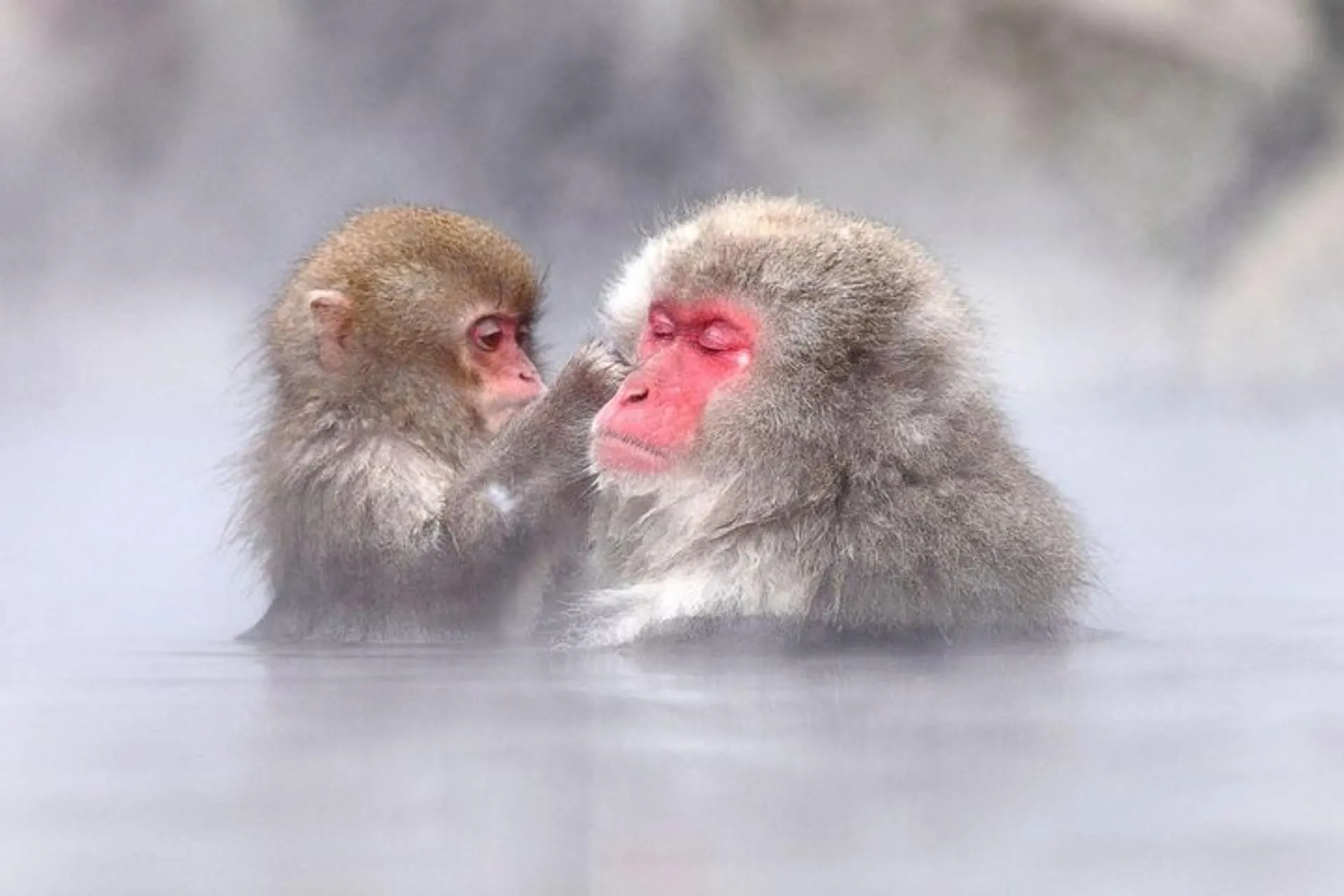 1-Day Snow Monkeys, Zenko-ji Temple & Sake in Nagano in Nagano