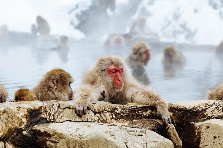Winter is also the best time to see the monkeys in their hot spring.