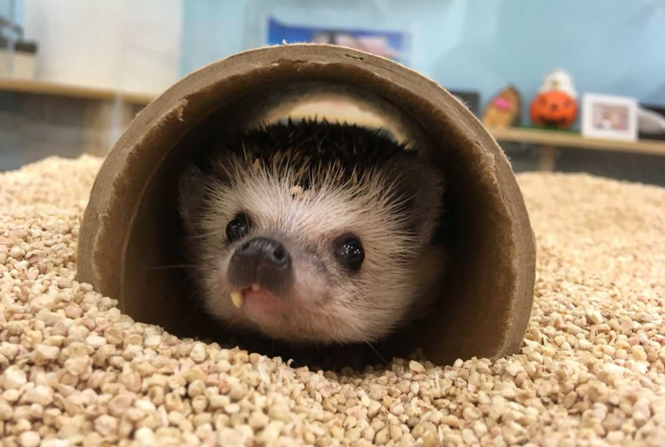 Explore a charming corner of Shibuya interacting with adorable hedgehogs in a cozy cafe setting. Create delightful memories while discovering the joy of these unique pets.