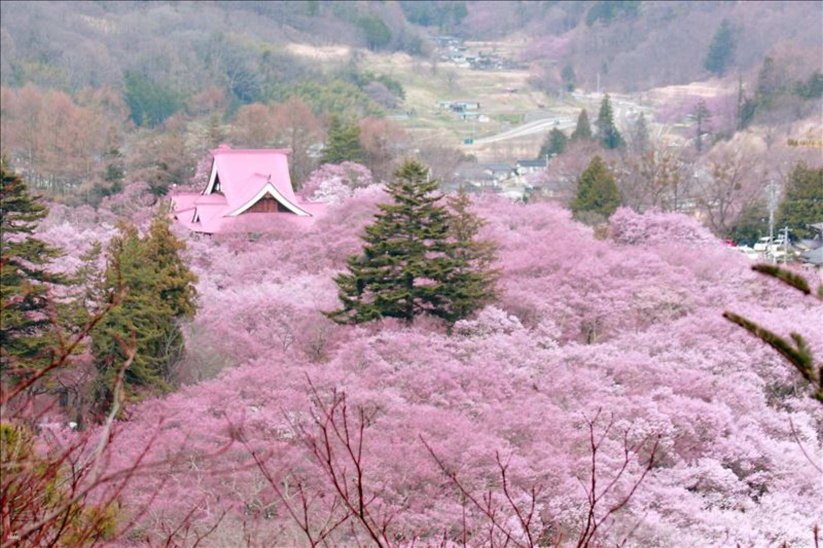 [2-day, 1-night bus tour] Cherry blossoms, tulips, rape blossoms, and snow-capped Northern Alps perform the "Spring Quartet" and the cherry blossoms of Takato Castle Park, Matsumoto Castle, and Takada Castle Park (departing from Nagoya Station) - Photo 1 of 5