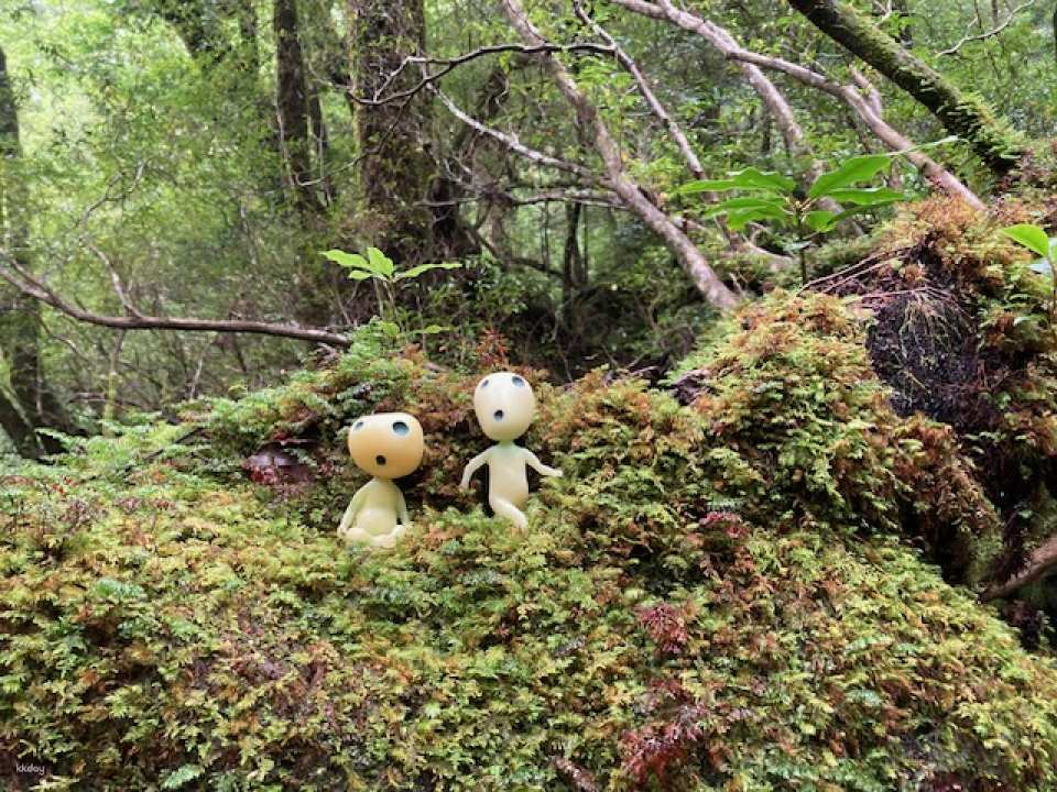 2N3D adventure trip to Yakushima Island from Kagoshima by High-speed jetfoil Toppy. - Photo 1 of 12