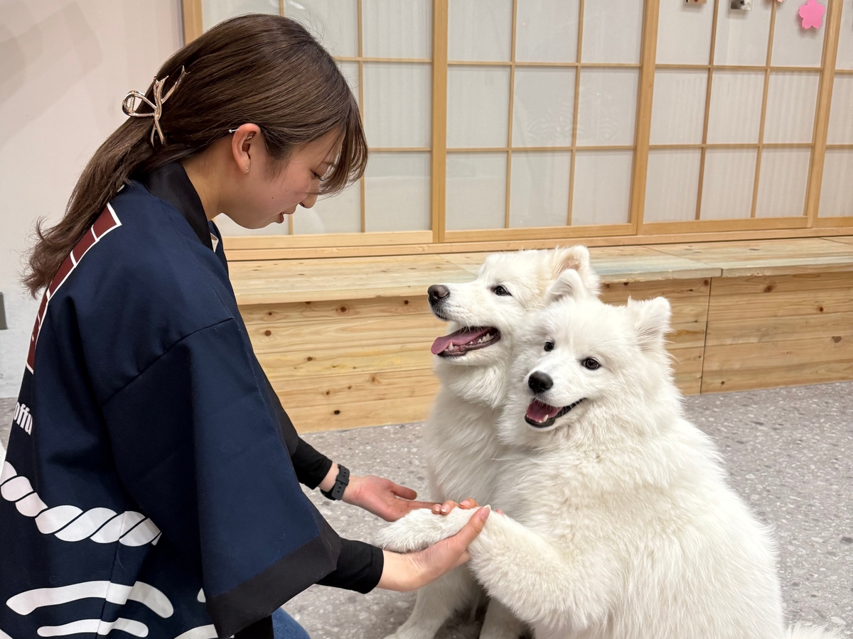 30-Minute Samoyed Interaction Experience + All-You-Can-Drink 【Samoyed Cafe moffu Takeshita Street Branch】 - Photo 1 of 9