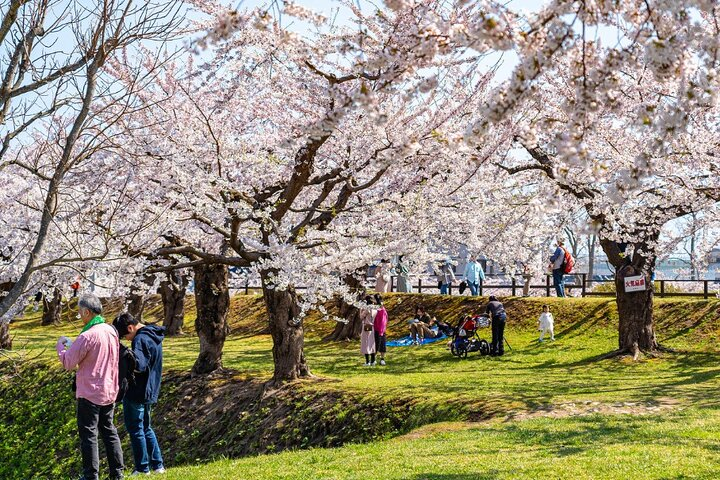 4 Hour Private Cherry Blossom "Sakura" Experience in Nagasaki - Photo 1 of 6