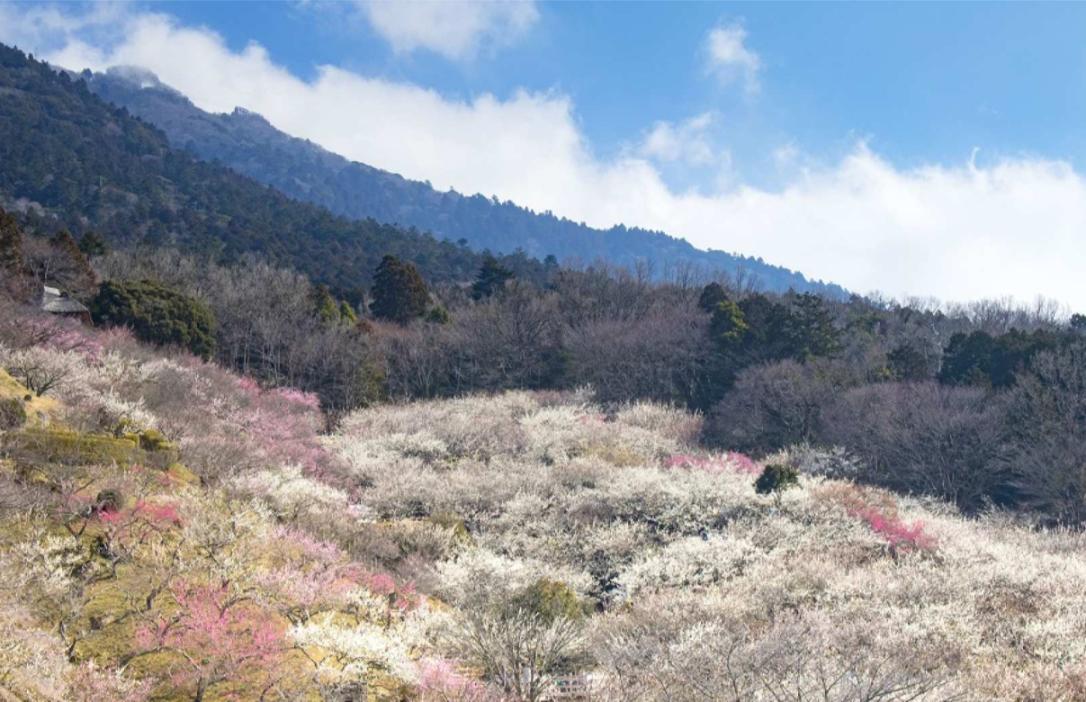 Experience the stunning cherry blossoms against the backdrop of Mt. Tsukuba where nature’s beauty unfolds welcoming travelers to enjoy Ibaraki’s serene landscapes and cultural treasures.