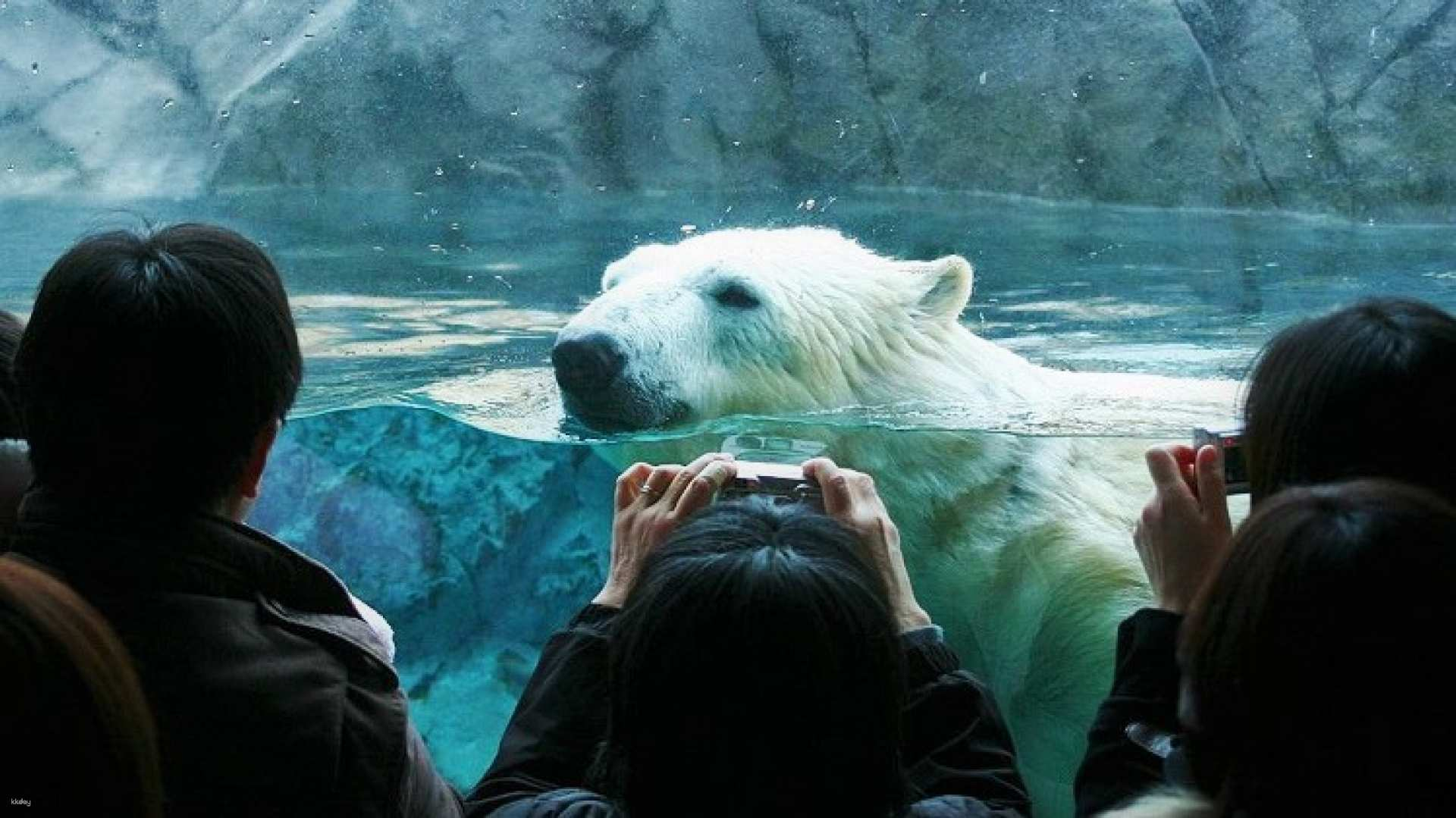 Hokkaido Asahiyama Zoo, Furano and Biei Bus Tour - Photo 1 of 14