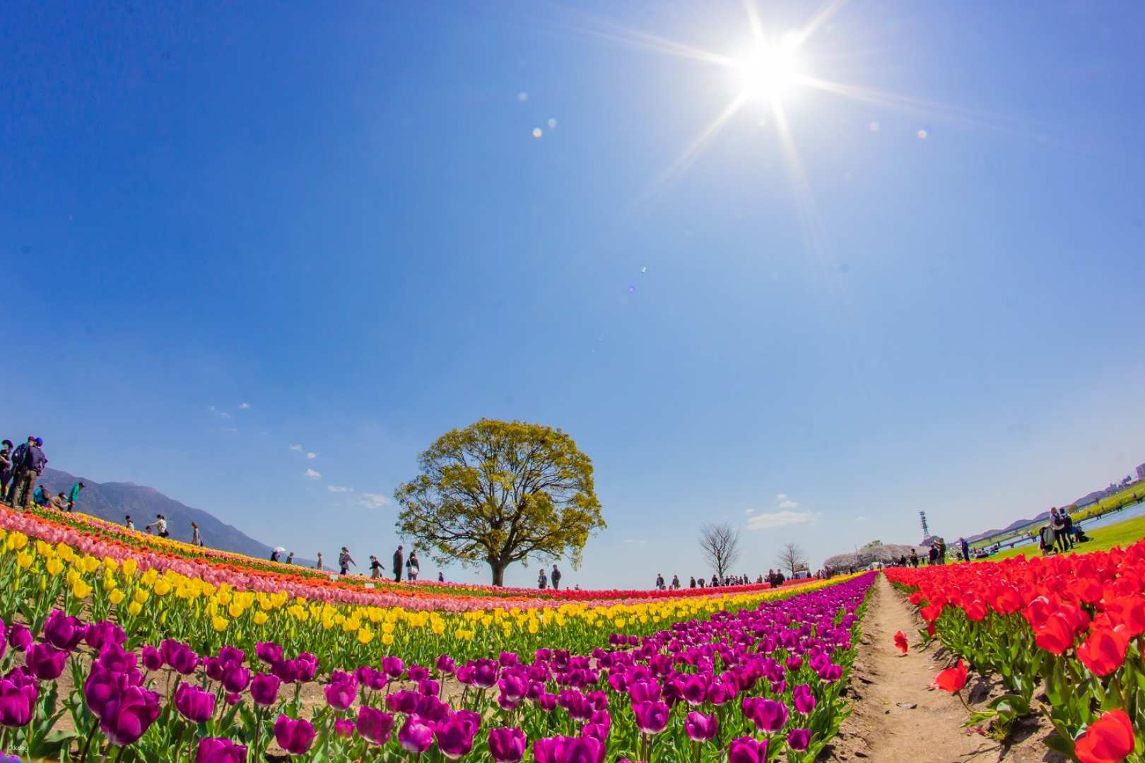 About 200,000 tulips! Nogata Onga River riverbed "Tulip Carpet" Akizuki Suginobaba "Cherry Blossom Tunnel" Yanagawa "Cherry Blossom Viewing Boat Ride" and Amagi Railway "Cherry Blossom Viewing Train" [Departing from Hakata] - Photo 1 of 10