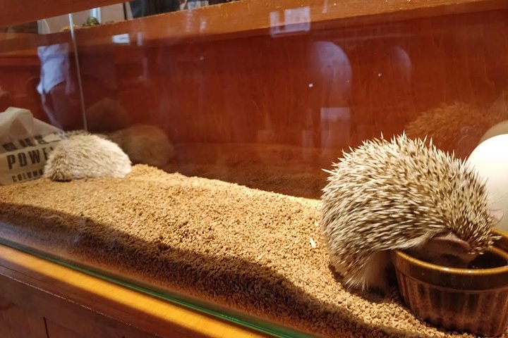 Experience the charm of interacting with playful hedgehogs in Harajuku where you can hold and take photos with these delightful creatures in a cozy setting. An unforgettable moment awaits!