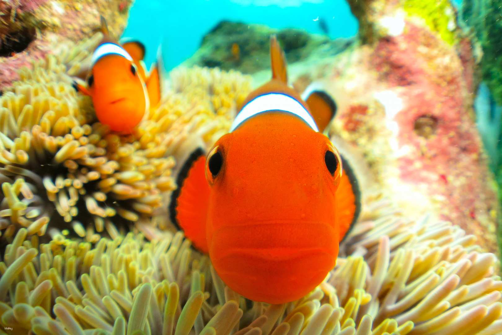 Explore a dazzling underwater world teeming with clownfish and colorful coral! Enjoy a private snorkeling adventure alongside expert guides perfect for creating unforgettable memories.