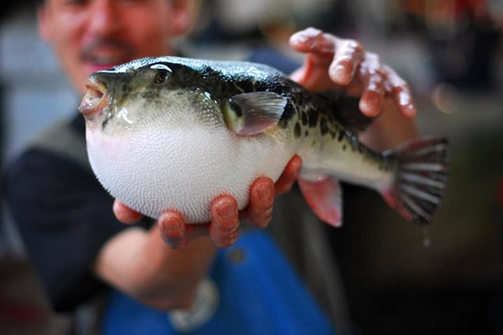 Blowfish (Fugu)