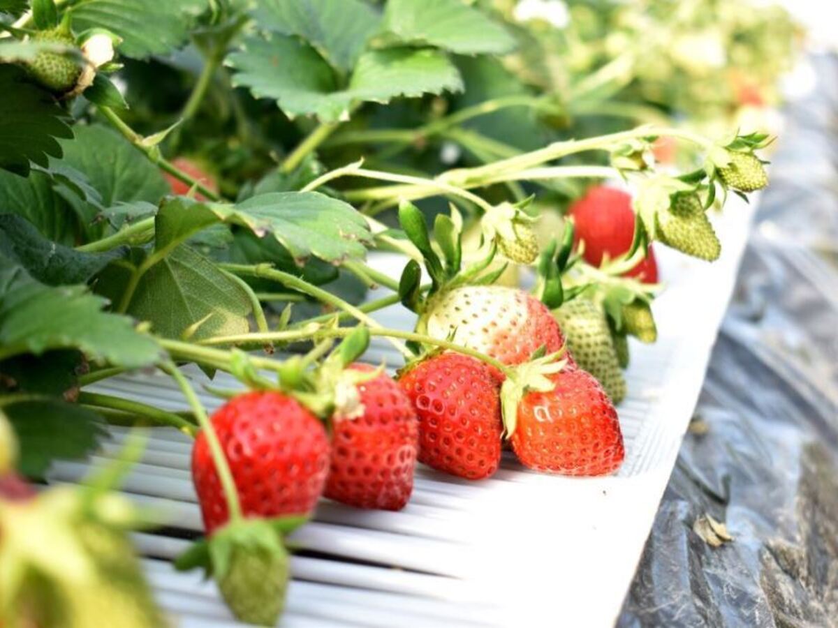 All-you-can-eat organic strawberry picking plan 【Kanko Strawberry Yamashiroen No.3】 - Photo 1 of 10