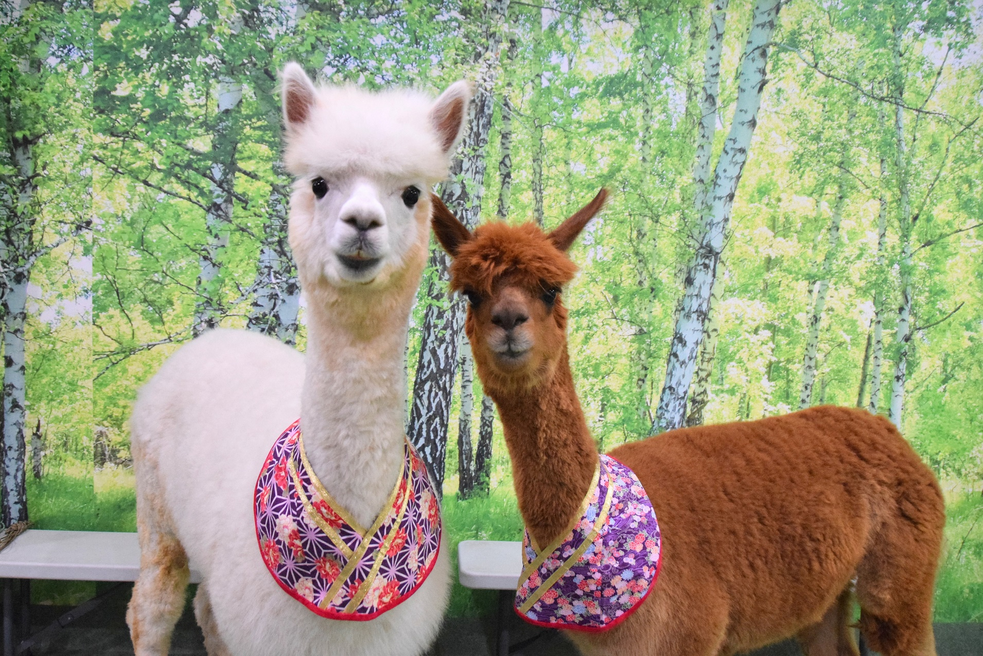 Alpaca Fureai Land Entrance E-ticket - Photo 1 of 8
