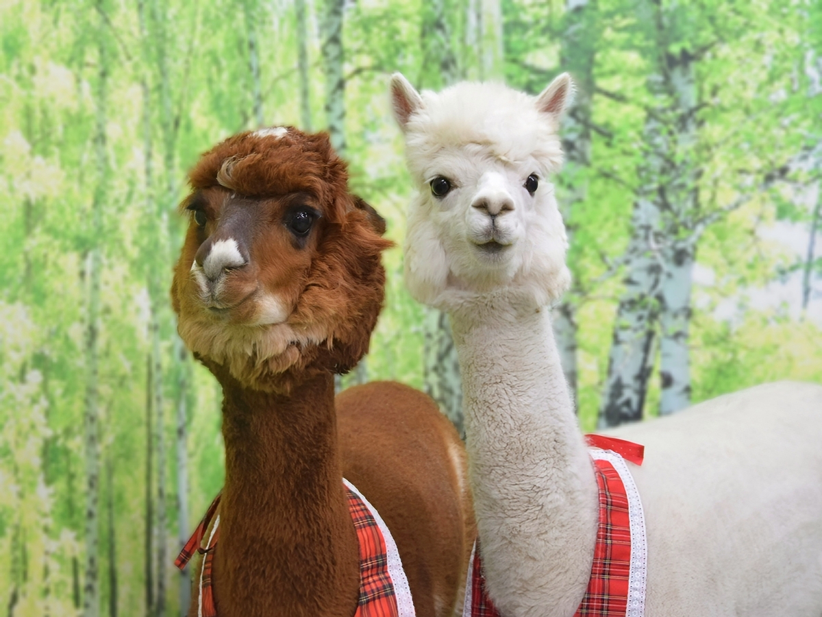 Alpaca Petting Experience【Alpaca Petting Park】 - Photo 1 of 10