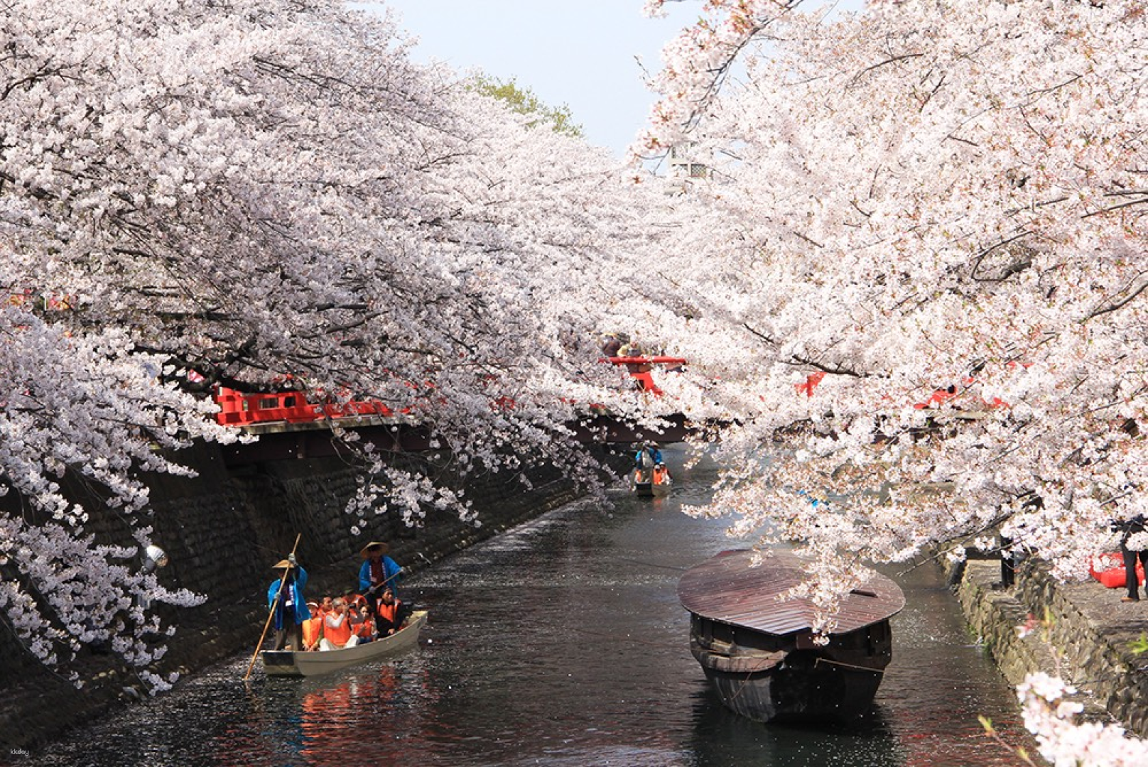 Amazing Sakura Day Tour with Chartered Train and Boat from Nagoya - Photo 1 of 13