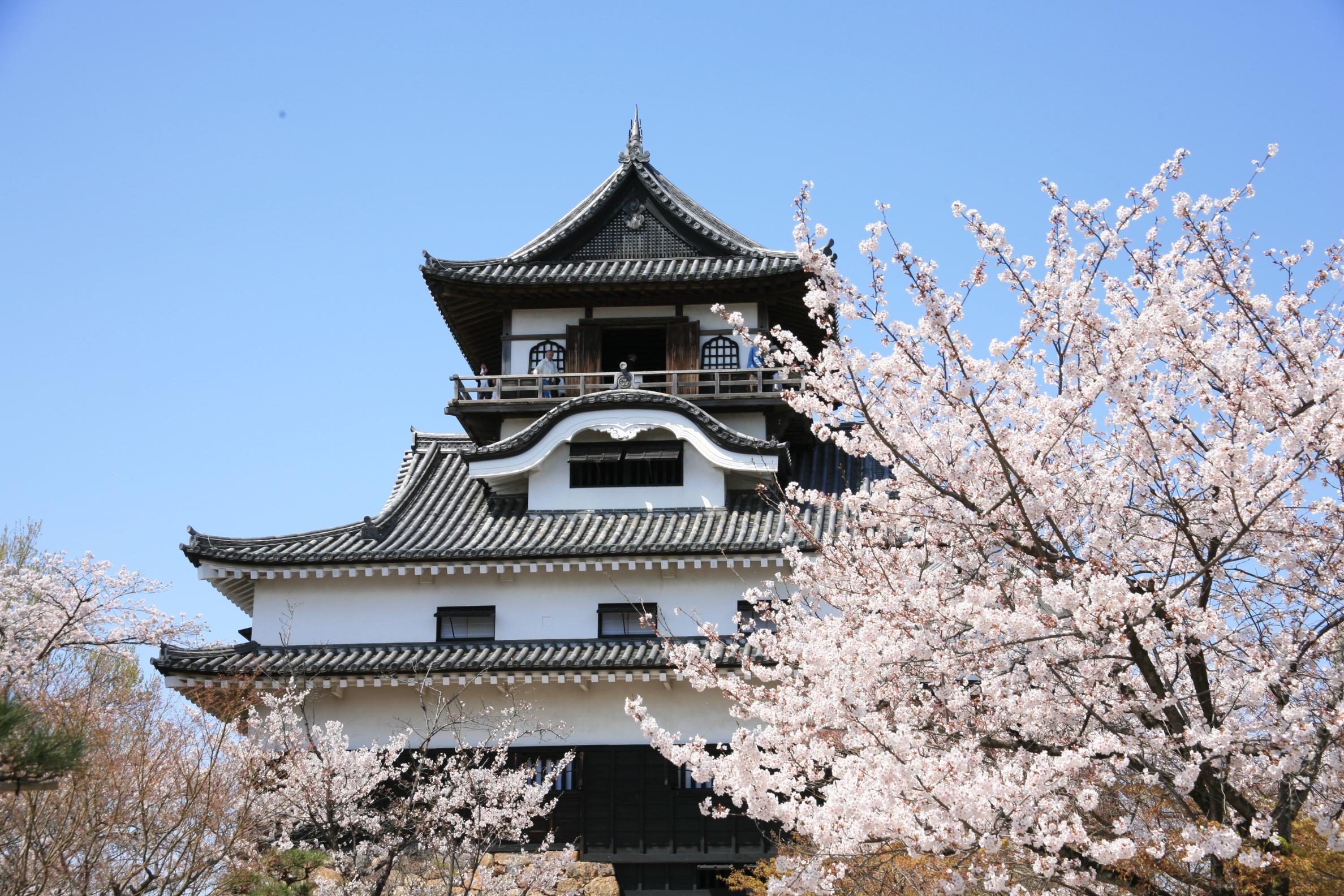 Amazing Sakura Day Tour with Chartered Train and Boat from Nagoya - Photo 1 of 10