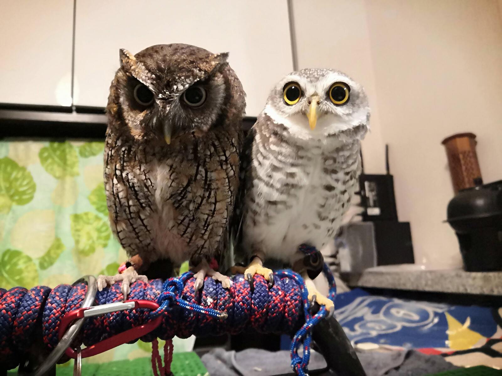 Animal Encounter: Hedgehogs, Owls & Monkeys【Harinezumi-ya Potta】 - Photo 1 of 10