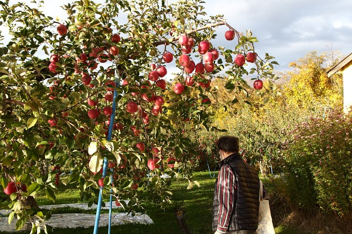 Apple farm (Image)