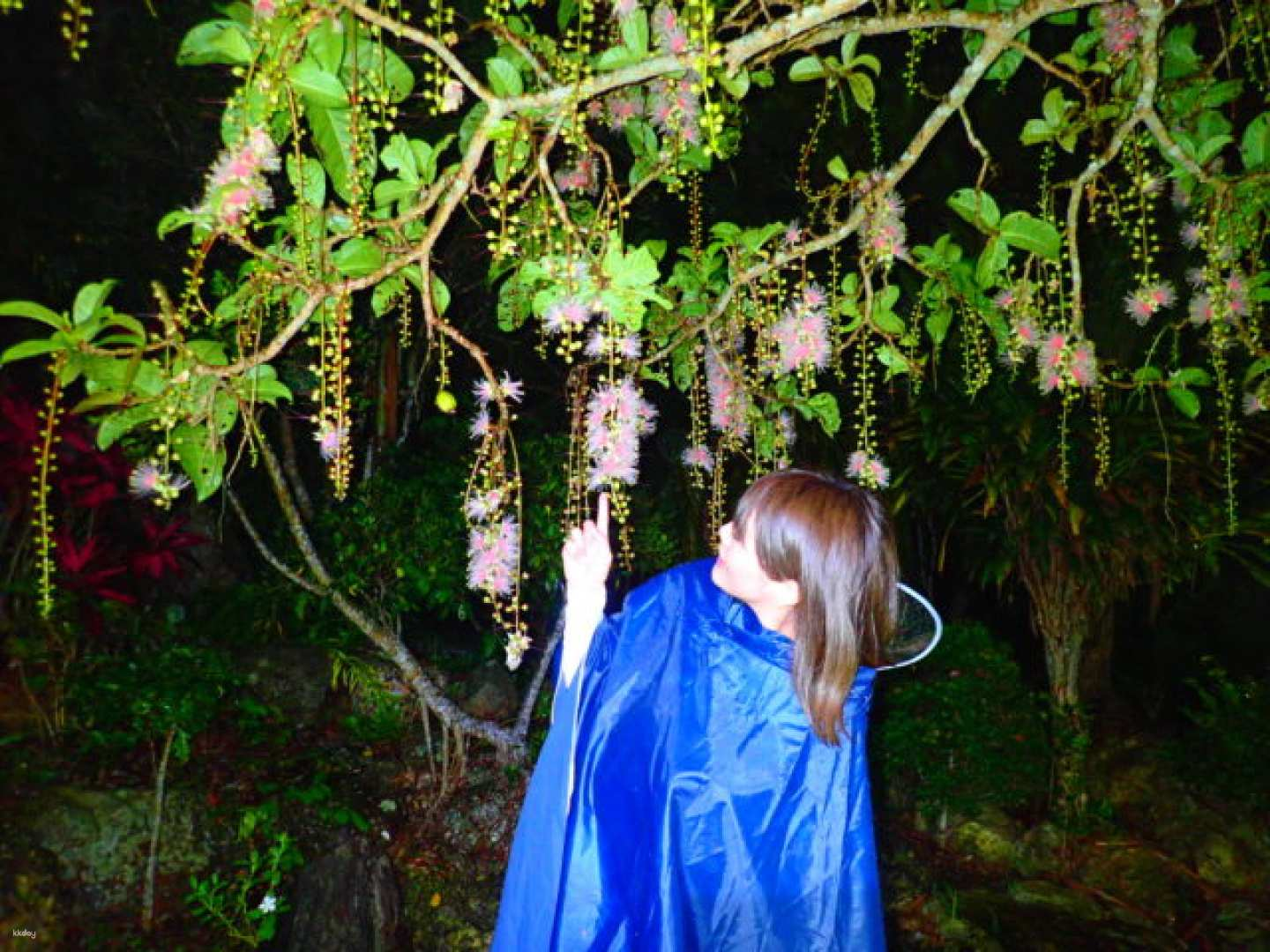 [June to August only] Reservations for a tour to see the mystical "one-night flower" Sagaribana (Barringtonia arborescens) that withers overnight (Iriomote Island, Okinawa) - Photo 1 of 10
