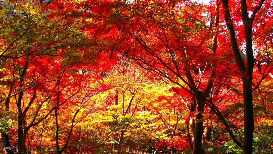 [Japan] Arima 1-Day Tour | Autumn Foliage Tour, Minoo Autumn Foliage Park, Katsuo-ji Temple Daruma, Zuiho-ji Temple Park | Departure from Osaka | Tour Dates: November 17, 25, 28, December 1, 5, 2025 - Photo 1 of 7