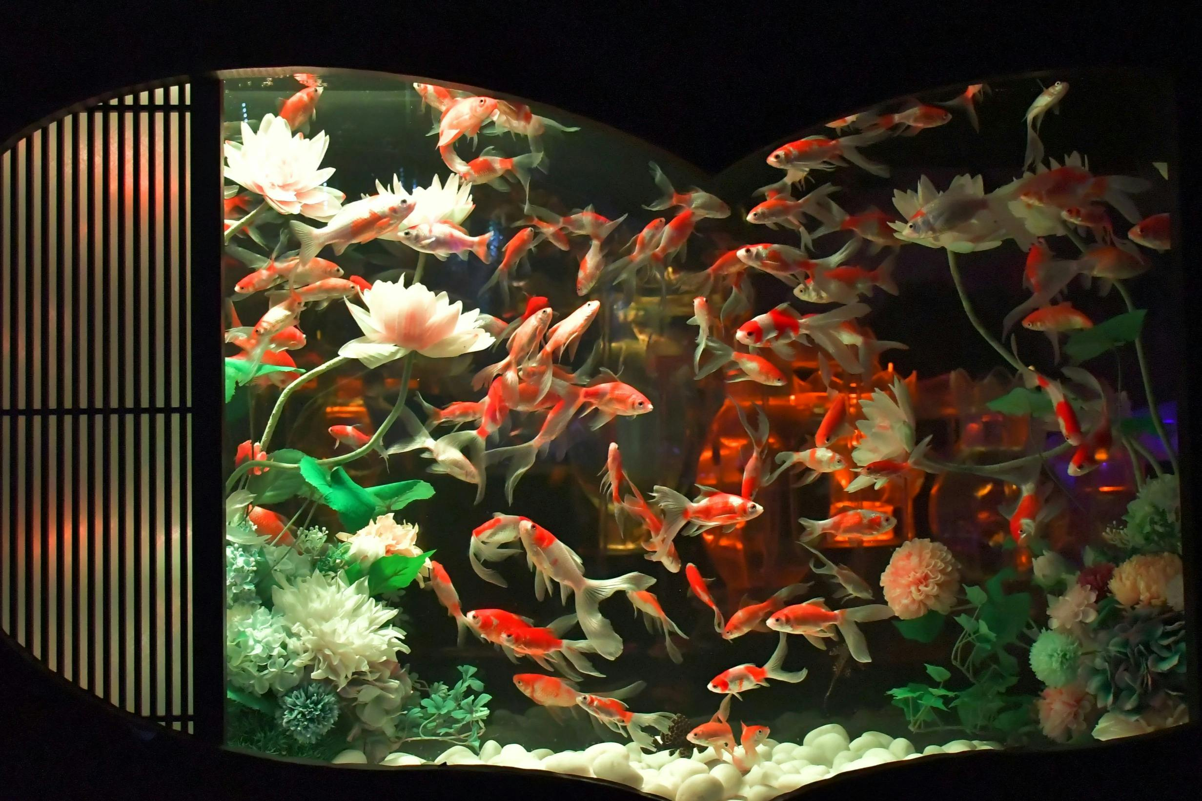 Art Aquarium Museum: Entry Ticket - Photo 1 of 8