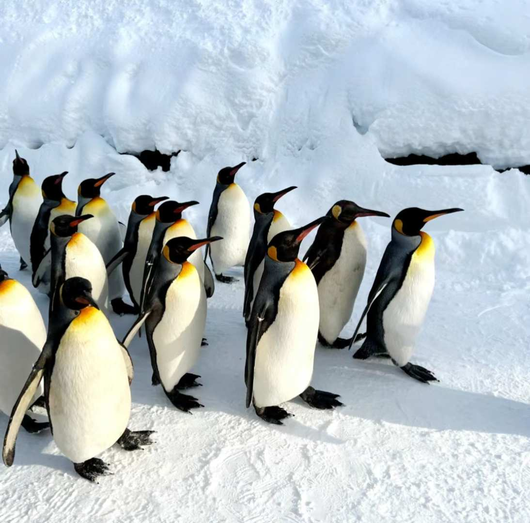 [Japan] Hokkaido Asahikawa Biei Day Trip | Asahikawa Zoo, Blue Pond, Shirahige Falls, Fairy Terrace | Chinese and Japanese Speaking - Photo 1 of 9