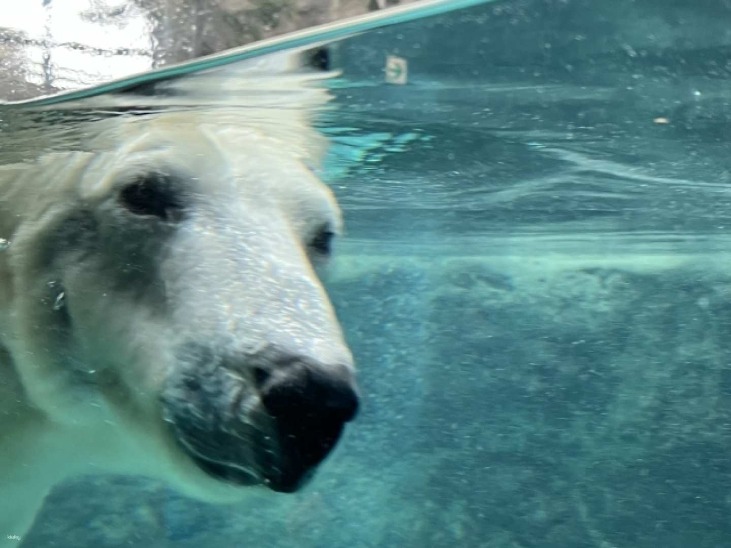Asahiyama Zoo One-Day Tour - Photo 1 of 12