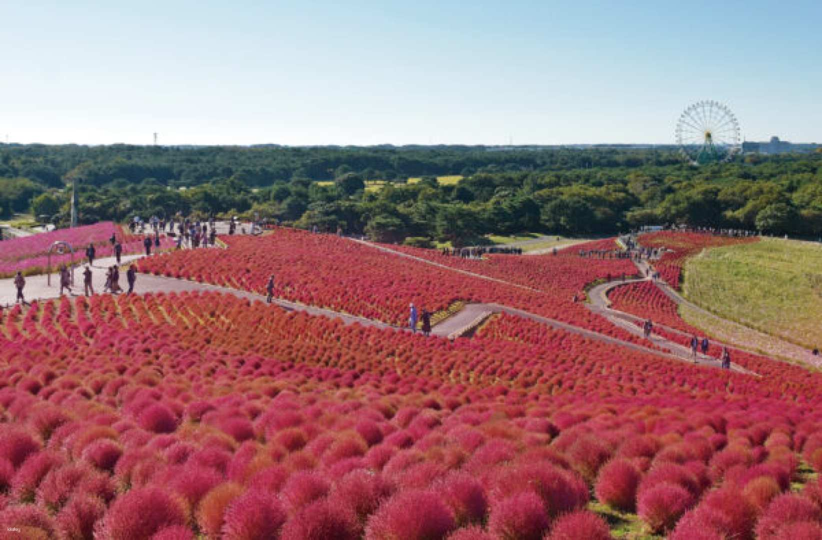 Hitachi Seaside Park, Oarai "Sea Torii" & Ushiku Great Buddha Day Trip - Photo 1 of 10