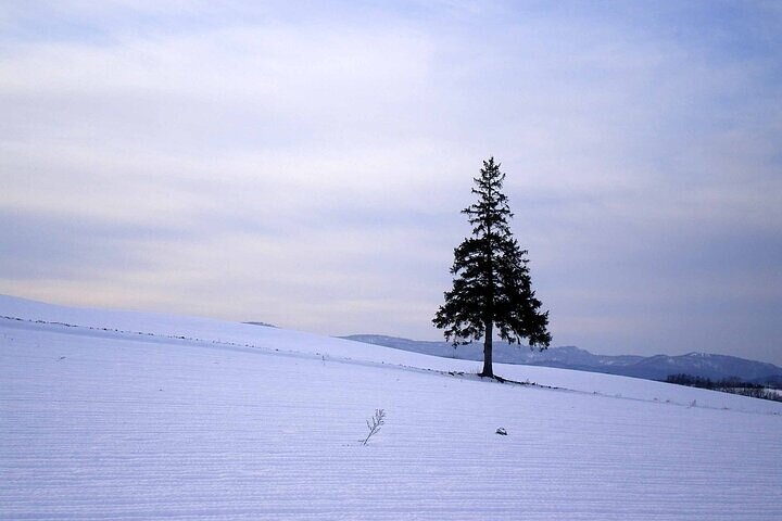 [Biei/Furano] One-day sightseeing by private car! - Photo 1 of 20