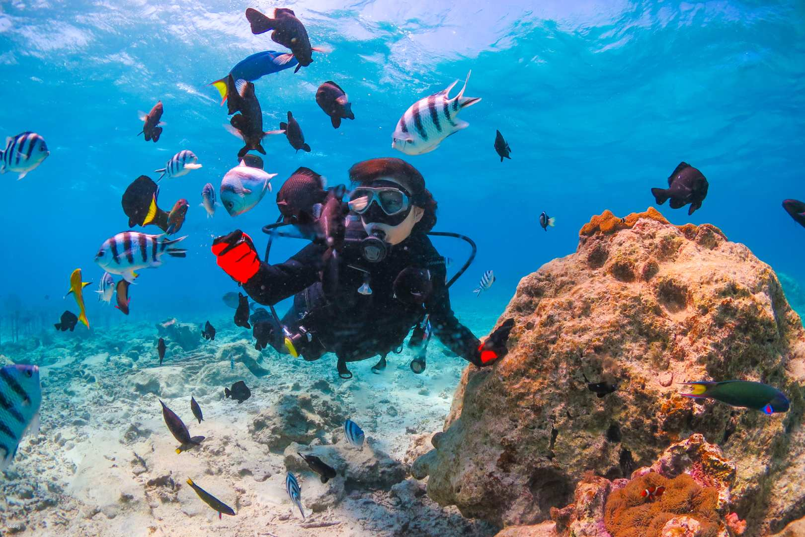 Blue Cave Snorkel & Churaumi Diving Experience with Photo and Video Shooting Service + Feeding experience | Cape Maeda, Okinawa - Photo 1 of 7